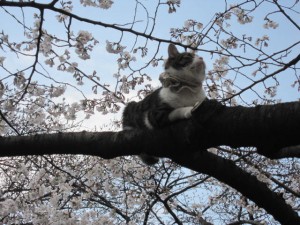 hanamineko at Ueno Park  2012.4  photo by y★u